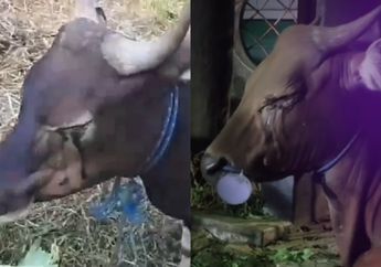 Sapi Kurban Menangis Jelang Disembelih, Ternyata Bukan karena Sedih Akan Dipotong, Ini Alasannya