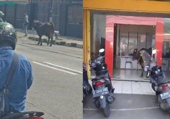 DETIK-Detik Sapi Lepas Seruduk Pintu Minimarket Sampai Hancur, Warga Plumpang Auto Panik dan Lari Kocar-kacir