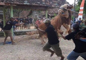 GEGER Sapi Jokowi Ngamuk Saat Hendak Disembelih di Blora, Jawa Tengah, Tali Putus Sampai Warga Ngacir Ketakutan!