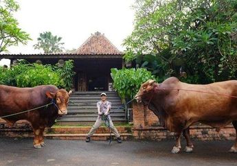 Arti Mimpi Sapi Ngamuk Pertanda Buruk, Ada Ancaman sampai Bakal Frustasi, Waspadalah!
