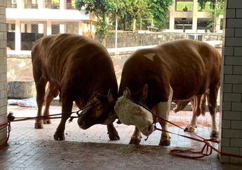 Detik-detik Disembelih, Sapi Kurban Joko Widodo dan Ma'ruf Amin Saling Beradu