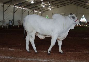 INILAH Sapi Termahal di Dunia, Harganya Tembus Rp 64 Miliar dan Miliki Daya Tahan Tinggi Terhadap Panas Sampai Parasit