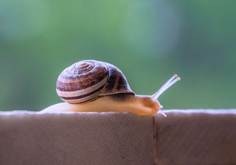 8 Arti Mimpi Siput, Berhati-hatilah dalam Bertindak, Kesehatan Mental Anda Terancam