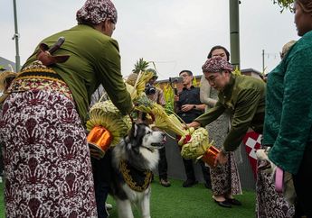 Alasan Pemilik Anjing Gelar Pernikahan Mewah Adat Jawa untuk Anabul: Mungkin Ini Satu-satunya