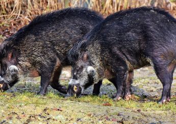 GEGER! Warga Jepara Diteror Isu Babi Ngepet, Uang dan Perhiasan Banyak yang Lenyap, Ternyata Begini Faktanya!