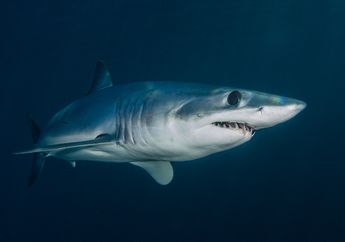 Arti Mimpi Diserang Hiu, Jadi Simbol Kekuatan dan Ketangguhan, Konon Mencerminkan Kondisi Anda di Dunia Nyata