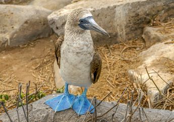 Kenalan dengan Burung Booby, Unik karena Punya Kaki Biru Mencolok