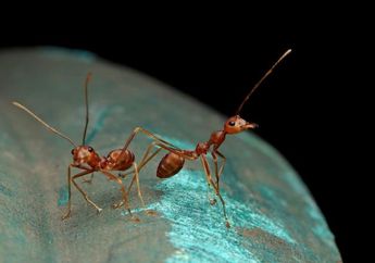 5 Arti Mimpi Semut, Pertanda Baik Buat Karier, Ada Potensi Sukses Besar?