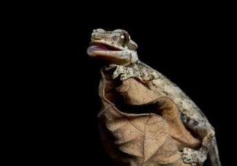 Suaranya Dicap Pertanda Mistis, Mengusir Tokek dari Rumah Ternyata Mudah Banget, Modal Cabai dan Bawang Putih!