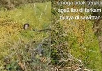 MENCEKAM, Video Detik-detik Pekerja Sawit Diterkam Buaya di Semak-semak, Begini Nasibnya!