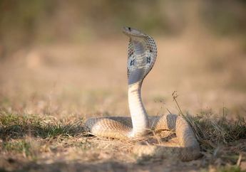 8 Arti Mimpi Ular Kobra Menurut Ahli, Bersyukurlah Bukan Pertanda Buruk, Ada Kabar Baik Buat Kamu