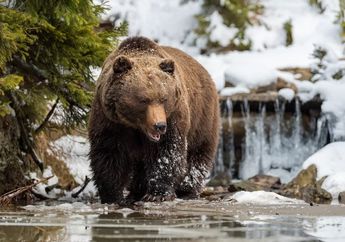 7 Arti Mimpi Dikejar Beruang Pertanda Buruk? Ada Konflik yang Belum Terselesaikan