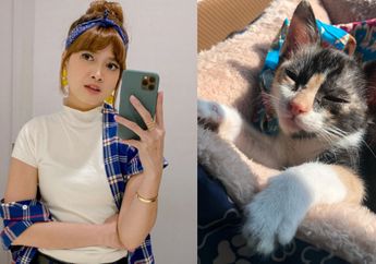 INNALILLAHI, Chika Jessica Murka Kucing Kesayangannya Mati Ditabrak Mobil, sang Artis Beri Peringatan Ini ke Pelaku: Si Paling Biadab!