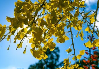 Kenapa Daun Tidak Bergerak Saat Salat Idul Fitri 2026? Ini Penjelasan Ilmiah dan Perspektif Islam