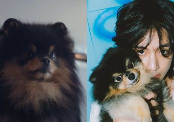 Jadi Daya Tarik Dalam Debut Solo V BTS, Peran Yeontan Ternyata Dimainkan Anjing Pengganti, Netizen Auto Ngakak