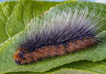 7 Arti Mimpi Tentang Ulat Bulu, Awas Konon Jadi Simbol Kehilangan dan Kekacauan, Begini Ulasannya