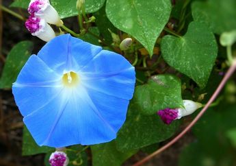 10 Jenis Bunga Berwarna Biru yang Menawan, Ada yang Kamu Suka?