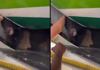 HEBOH! Seekor Beruang Lepas Kandang Ganggu Penerbangan di Bandara Internasional Dubai, Pihk Maskapai Ogah DIsalahkan