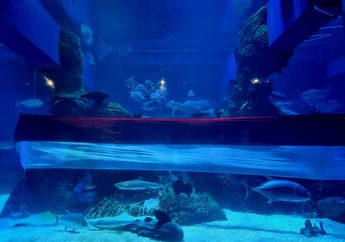 Meriahkan HUT RI ke-78, Jakarta Aquarium & Safari Kibarkan Bendera Merah Putih Sepanjang 25 Meter dan Lomba Tarik Tambang di Bawah Air