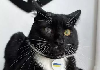 Menggemaskan, Simak Tingkah Lucu Kucing Jenaka Ini yang