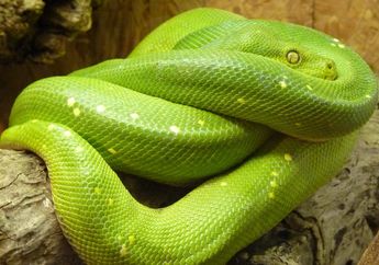 7 Arti Mimpi Menangkap Ular, Awas Konon Jadi Simbol Bahaya dan Ancaman, Ada Konflik di Kehidupan Nyata