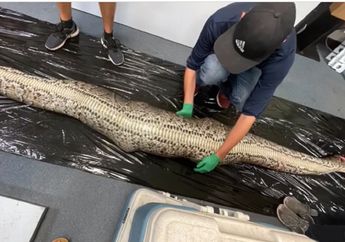 NGERI! Ular Piton Sepanjang 5,4 Meter Perutnya Dibelah, Isinya Bikin Syok, Tak Habis Pikir