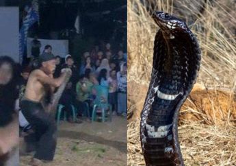 Atraksi HUT RI di Sumedang Berujung Maut, Begini Detik-detik Pawang Ular Tewas karena Dipatuk Kobra, Sempat Sesak Napas
