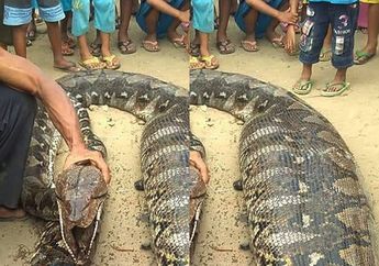 Viral Ular Piton Tak Bisa Bergerak Kekenyangan, Dikira Memangsa Manusia, Ternyata ini Isi Perutnya