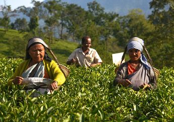 7 Arti Mimpi Tentang Kebun Teh, Pertanda Ingin Ketenangan dan Kedamaian, Ambil Jeda di Waktu Sibuk Anda