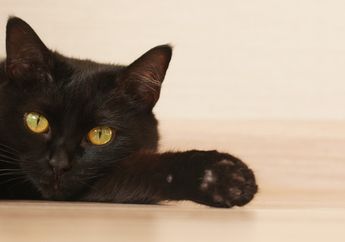 5 Arti Mimpi Kucing Hitam, Benarkah Akan Mendatangkan Sial Bagi Pemimpinya?