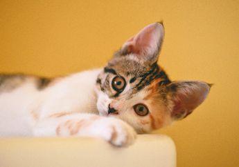 Arti Mimpi Menabrak Kucing di Jalanan, Pertanda Baik Atau Buruk?