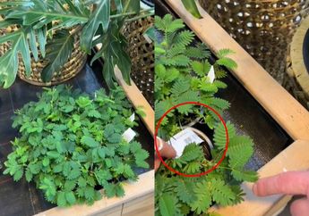 Di Indonesia Tumbuh Liar di Pinggir Jalan, Putri Malu Jadi Tanaman Hias Harga Fantastis di Swiss