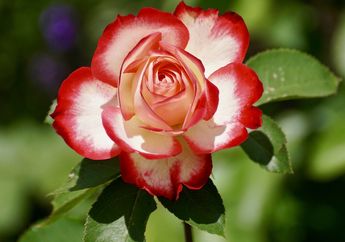 7 Arti Mimpi Menyiram Bunga, Ternyata Simpan Makna Baik, dari Kesejahteraan Emosional hingga Rasa Bahagia