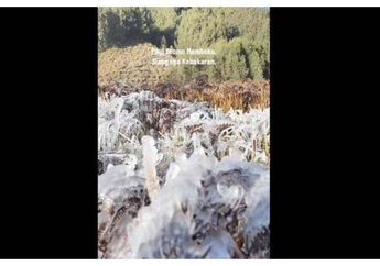 Fenomena 'Frozen' Embun Beku di Gunung Bromo Viral di TikTok, Tumbuhan Membeku Diselimuti Es, BMKG Beri Penjelasan