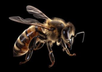 5 Arti Mimpi Tawon, Pertanda Anda Punya Potensi Buat Sukses, Jangan Menyerah Dulu