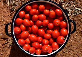 Arti Mimpi Memanen Buah Tomat, Sinyal Bagus Buat Karier Pemimpinya, Hanya Saja Perlu Perhatikan Ini