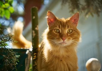 5 Arti Mimpi Bertemu dengan Kucing Oren, Ternyata Bisa Jadi Pertanda Peringatan Akan Hal Ini, Simak Penjelasannya