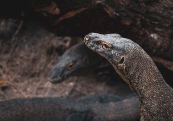 Aksi Gagal Gegara Sopir Truk, 6 Pria Ditangkap Setelah Coba Selundupkan Anak Komodo, Dijual dengan Harga Puluhan Juta&nbsp;