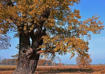 8 Arti Mimpi Memanjat Pohon Menurut Primbon Jawa, Pertanda Bakal Kejatuhan Banyak Peluang Langka