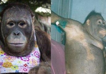 Ya Allah Pilunya Nasib Pony, Orang Utan yang Dijadikan Budak Seks di Kalimantan, Kabarnya Sekarang Sungguh Menyayat Hati