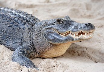 5 Arti Mimpi Menangkap Buaya, Awas Pertanda Akan Menghadapi Ancaman dan Musuh di Dunia Nyata