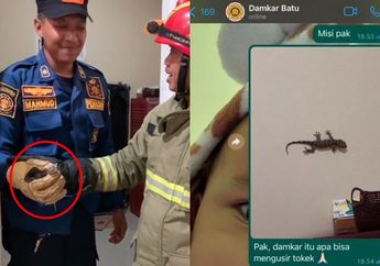 Viral Petugas Damkar Bantu Warga Tangkap Tokek, Aksi Totalitasnya Pakai Seragam Lengkap Tuai Pujian