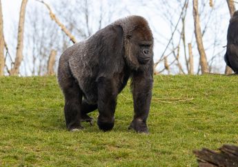 6 Arti Mimpi Gorila Menurut Primbon Jawa, Benarkah Pertanda Buruk? Siapkan Mental Sebelum Baca Ini