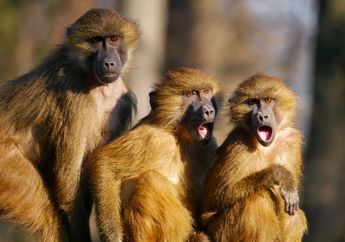 5 Arti Mimpi Dikejar Monyet, Simbol Tipu Muslihat dan Kebohongan, Awas Ada Musuh Dalam Selimut!