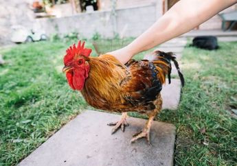 5 Arti Mimpi Menangkap Ayam, Bersiaplah Kabar Bahagia Akan Datang, Simbol Rezeki dan Kemakmuran!