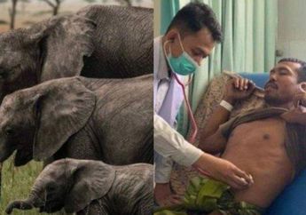 Innalillahi, Kakak Beradik di Aceh Ditendang dan Diinjak Gajah, Apa Penyebabnya dan Bagaimana Kondisi Keduanya?