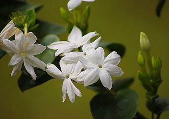 6 Arti Mimpi Makan Bunga Melati Pertanda Baik, Ada Hal Baik dalam Hidup, Simak Penjelasannya