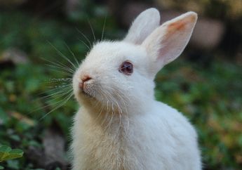 3 Arti Mimpi Melihat Kelinci, Akan Ada Perubahan pada Hidup Tanpa Disadari