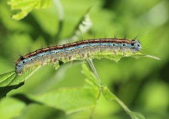 7 Arti Mimpi Ulat, Jangan Menyerah Dulu, Ada Kabar Bahagia Buat Anda