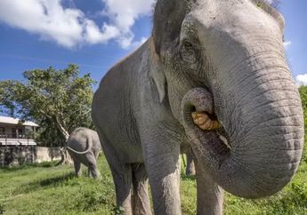 4 Arti Mimpi Gajah Menurut Primbon Jawa, Pertanda Bakal Ketiban Rezeki Segede Gaban?